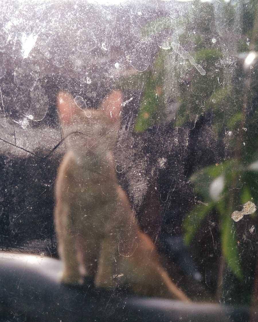 potret kucing (dok. pribadi/El Rui)