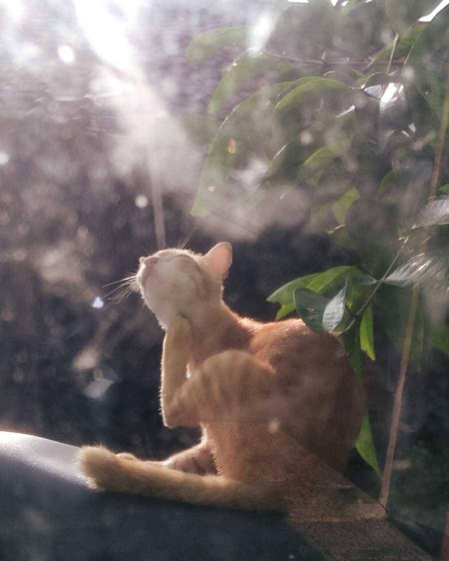 potret kucing (dok. pribadi/El Rui)