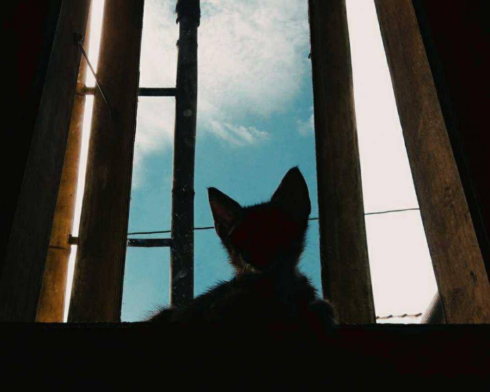 potret kucing (dok. pribadi/El Rui)