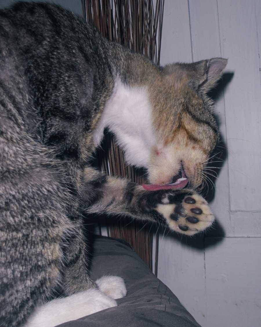 potret kucing (dok. pribadi/El Rui)
