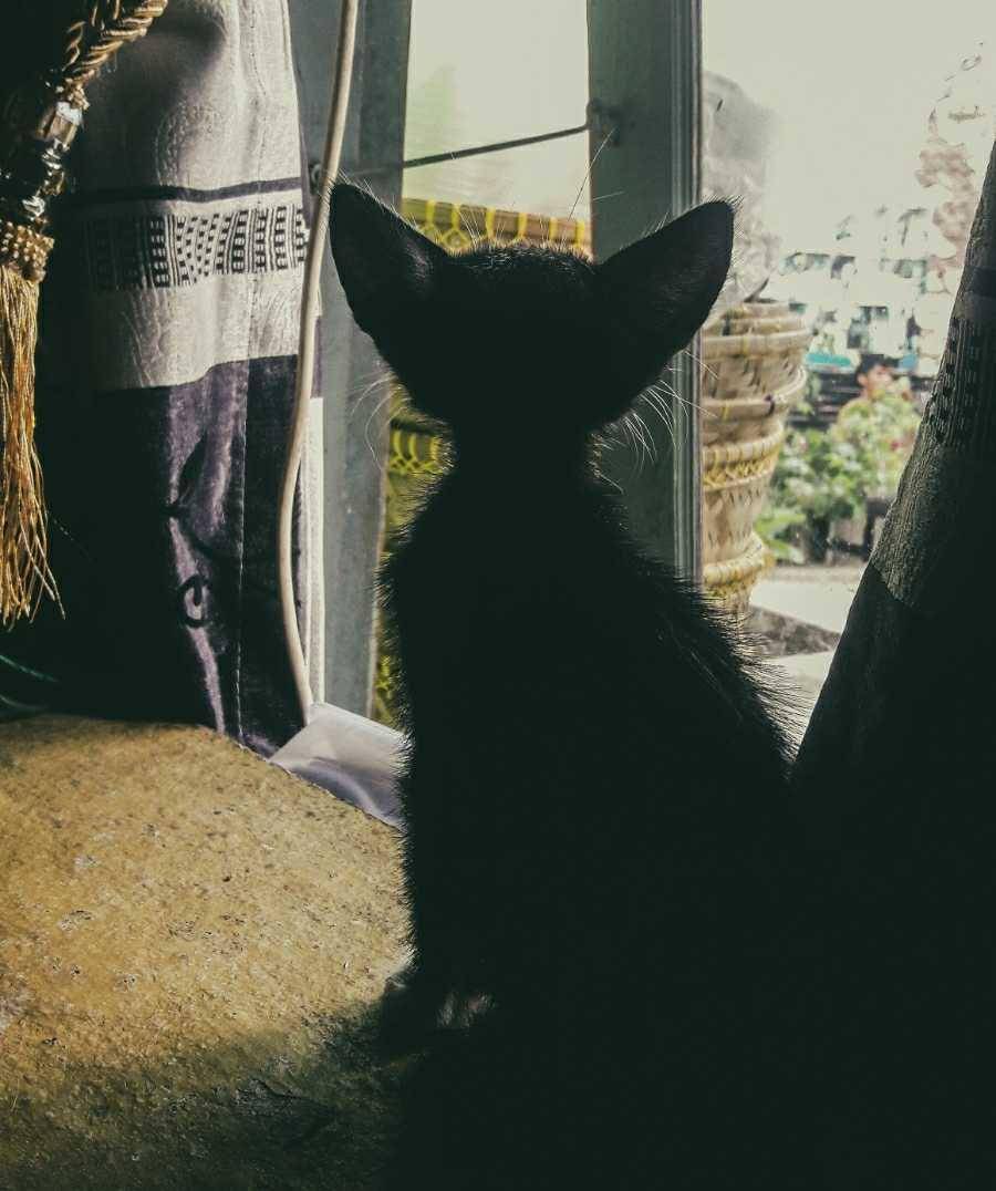 potret kucing (dok. pribadi/El Rui)