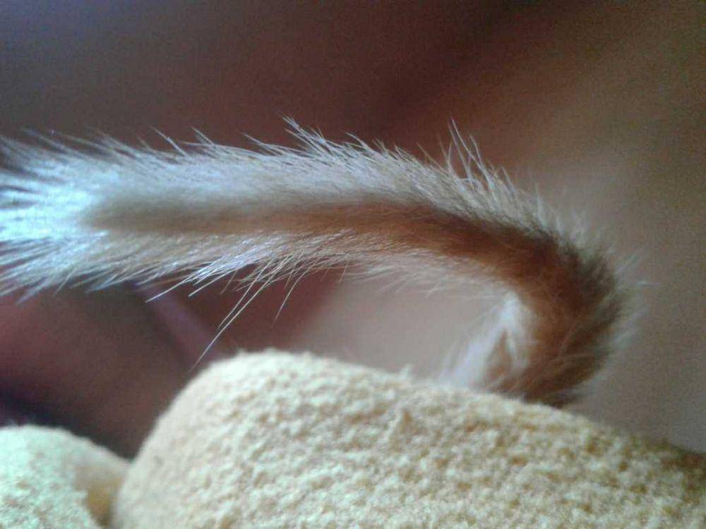 potret kucing (dok. pribadi/El Rui)