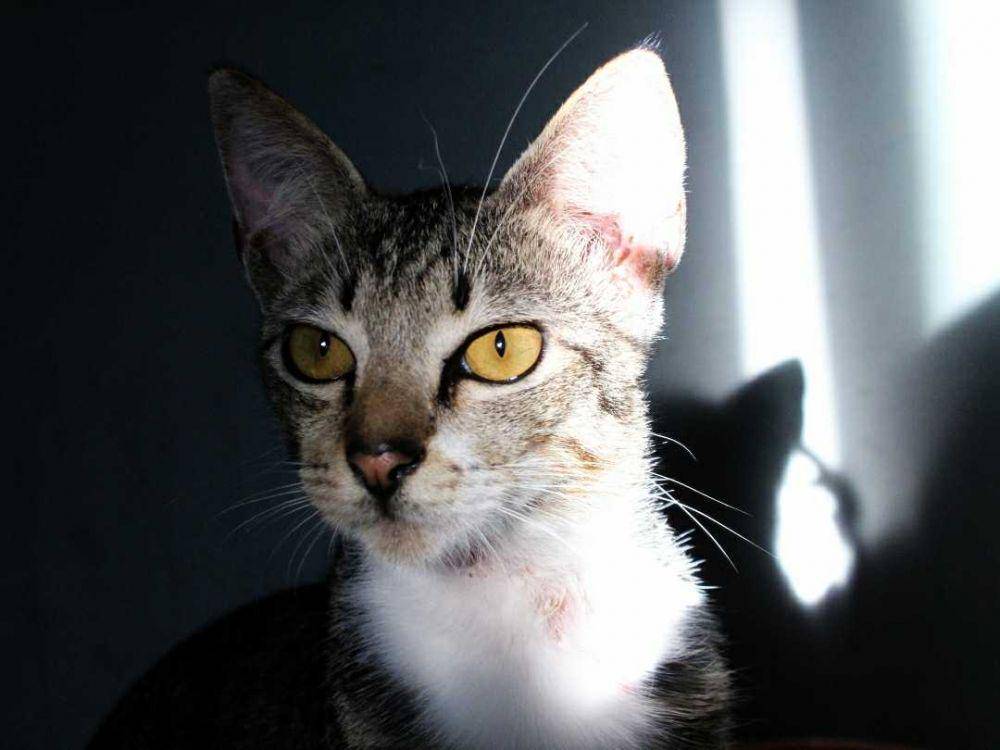 potret kucing (dok. pribadi/El Rui)