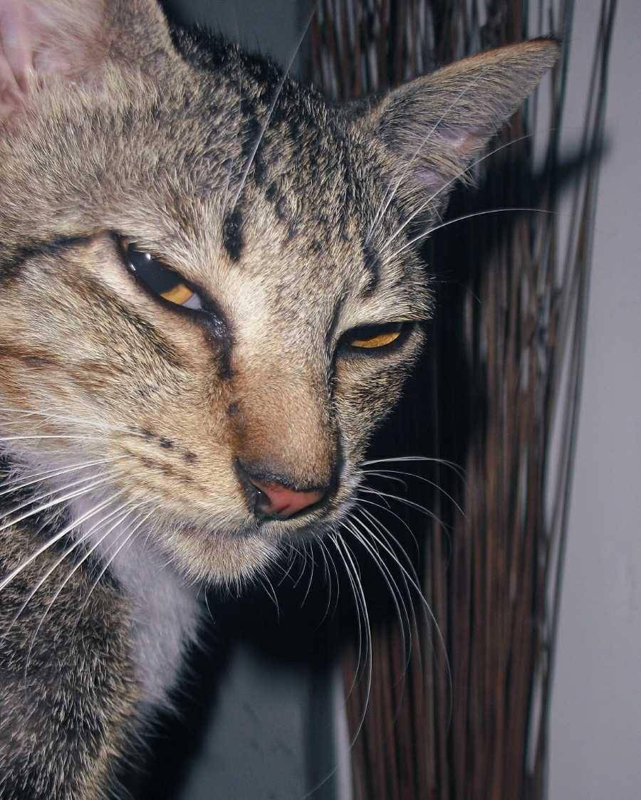 potret kucing (dok. pribadi/El Rui)