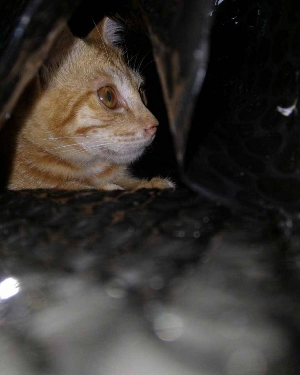 potret kucing (dok. pribadi/El Rui)