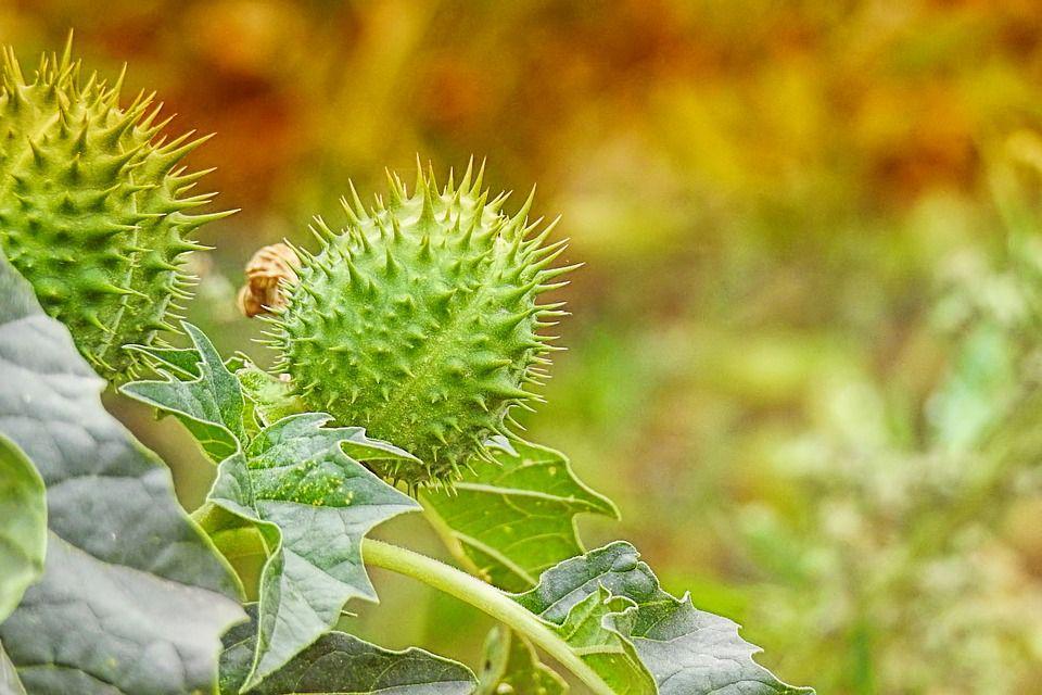 10 Cerita Kocak Akibat Mengonsumsi Buah Kecubung