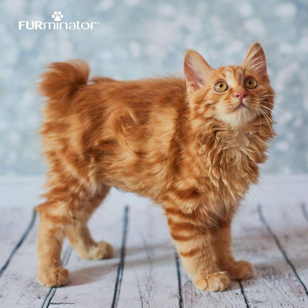 kucing American Bobtail (instagram.com/furminator_inc)