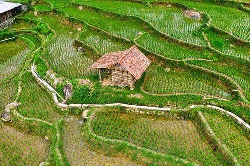 Ilustrai sawah (Pexels.com/Tom Fisk')
