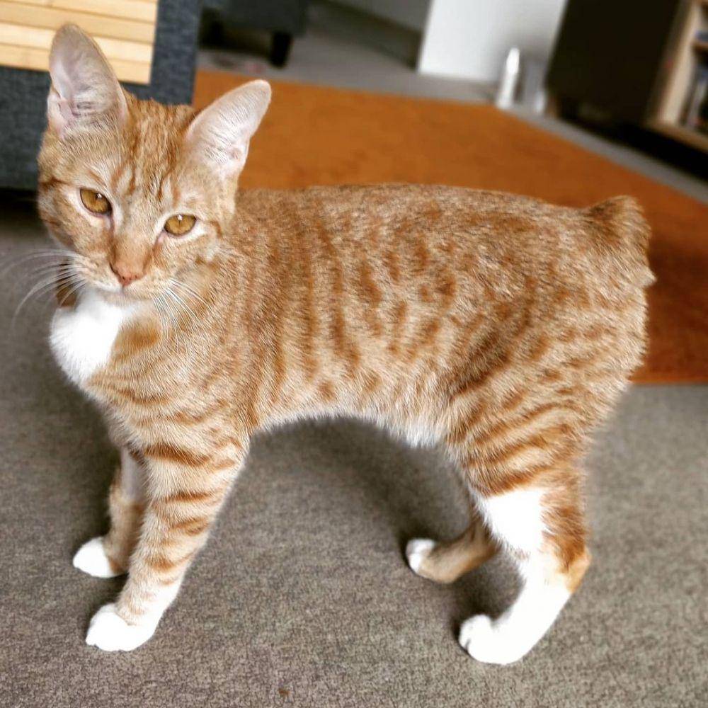 potret kucing Manx (instagram.com/a_cat_psychologist)