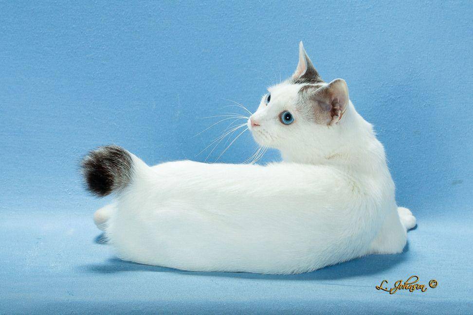 kucing Japanese Bobtail (instagram.com/larryjohnsonphotography)