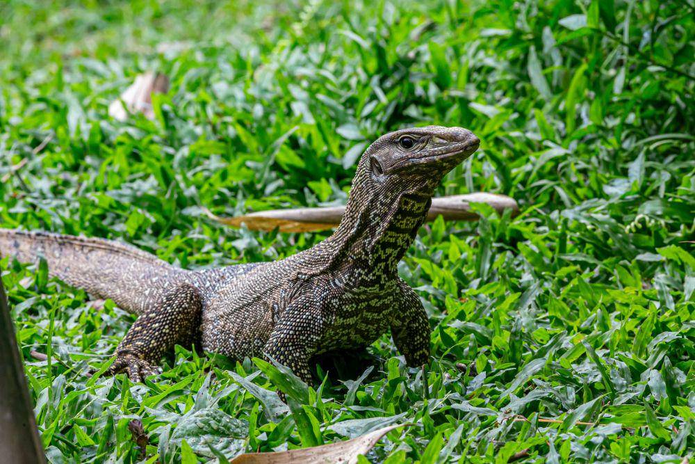 Ilustrasi biawak (pexels.com/@erik-karits)