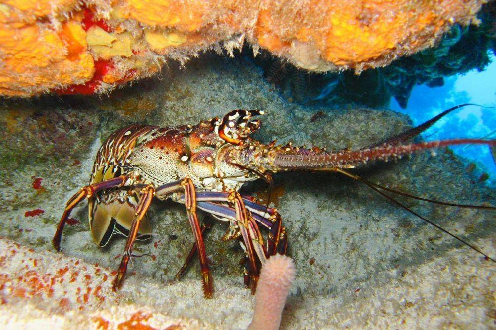 ilustrasi lobster (pixabay.com/axistravel)