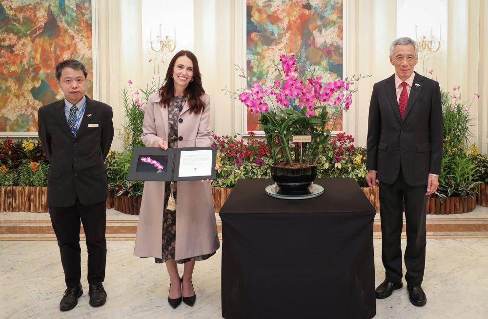 Singapura memberi penghormatan pada PM Selandia Baru dengan menamai anggrek hibrida barunya dengan nama, Dendrobium Jacinda Ardern (19/4/2022). (twitter.com/leehsienloong)