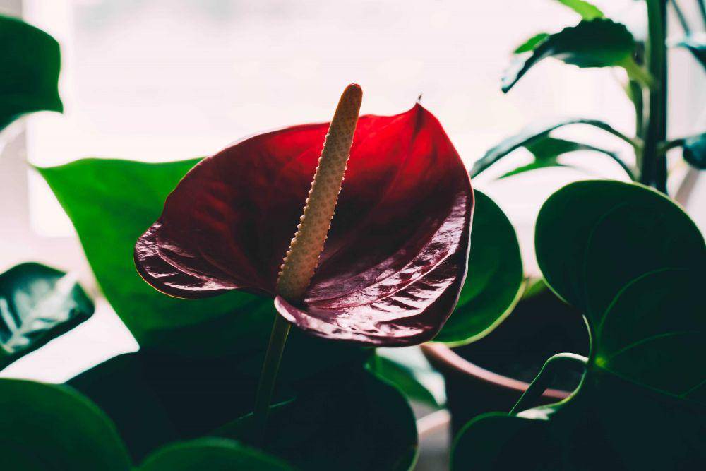 ilustrasi bunga anthurium (pexels.com/Tat'yana Aleksandrov)