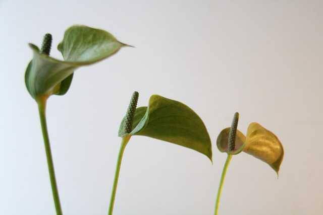 ilustrasi bunga anthurium (unsplash.com/Madeline Hambury)