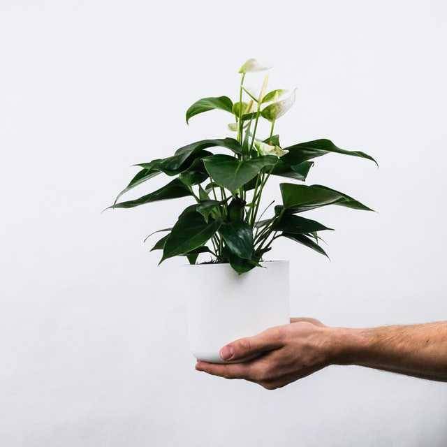 ilustrasi anthurium dalam pot (unsplash.com/Severin Cand)