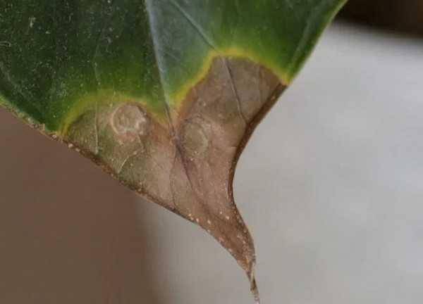 ilustrasi daun anthurium menjadi cokelat (planteresting.com)