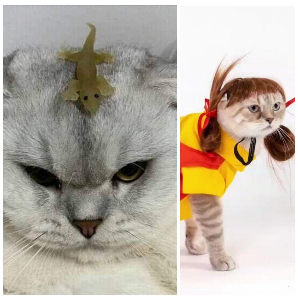 9 Potret Kucing Dijahilin Babunya, Menggemaskan!