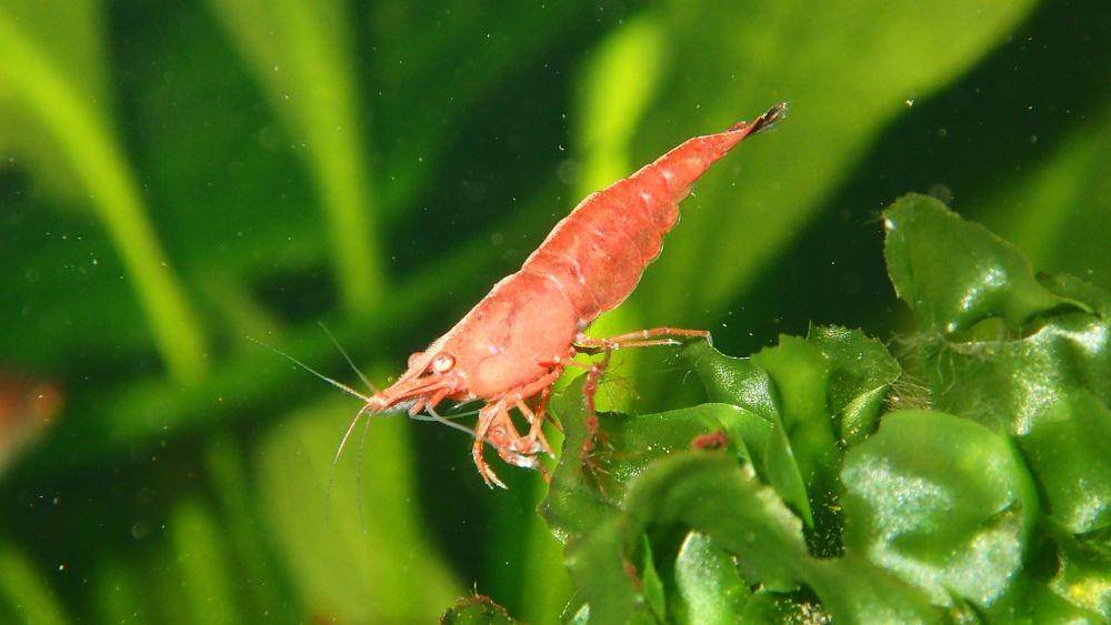 ilustrasi udang (pixabay.com/NIL-Foto)