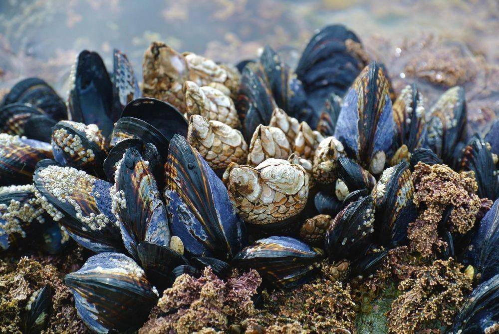 ilustrasi mussel (pixabay.com/donieve)