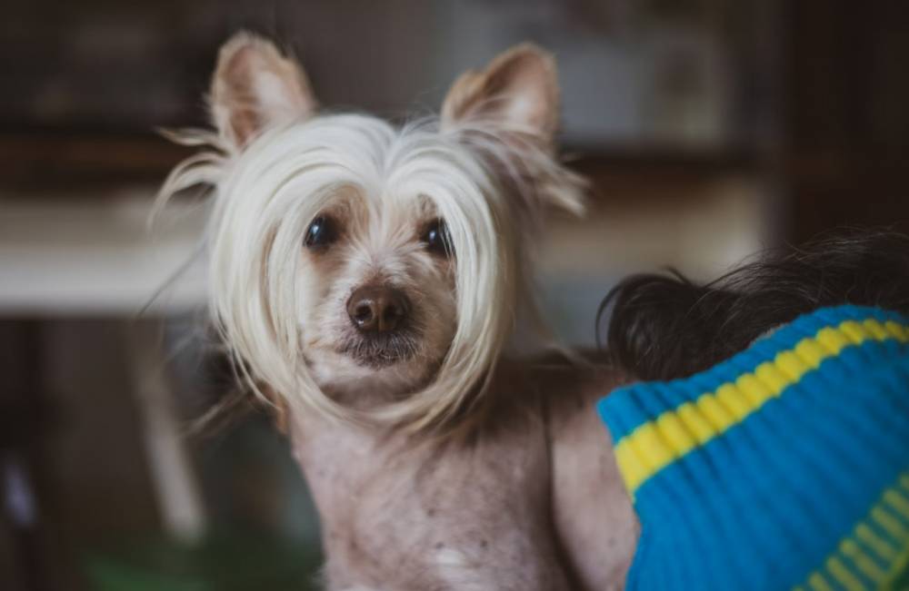 ilustrasi anjing Chinese Crested (unsplash.com/Maria João Correia)