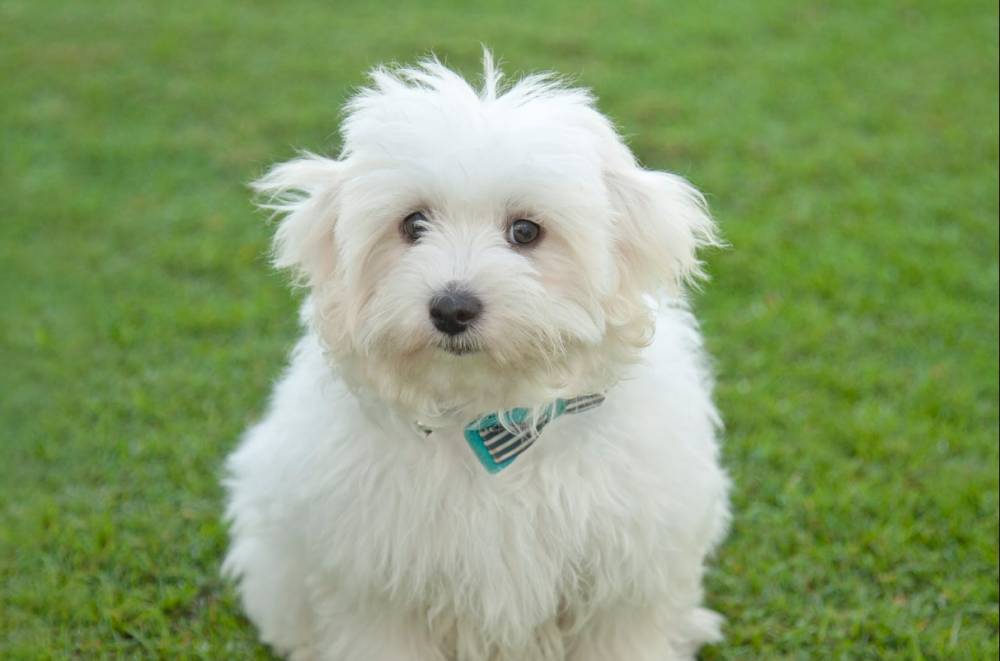 ilustrasi anjing Coton de Tulear (pexels.com/Archibald Marajas)