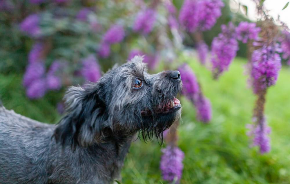 ilustrasi anjing Havanese (unsplash.com/Kanashi