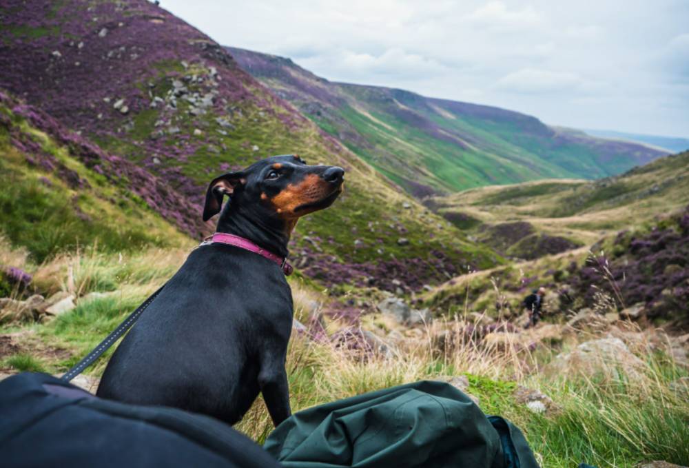 ilustrasi anjing Manchester Terrier (unsplash.com/Chris Curry)