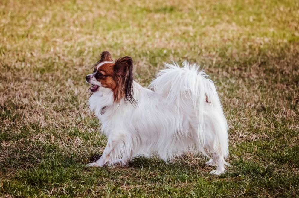 ilustrasi anjing Papillon (unsplash.com/MusicFox Fx)