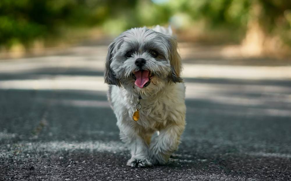 ilustrasi anjing Shih Tzu (unsplash.com/Nikolay Tchaouchev)