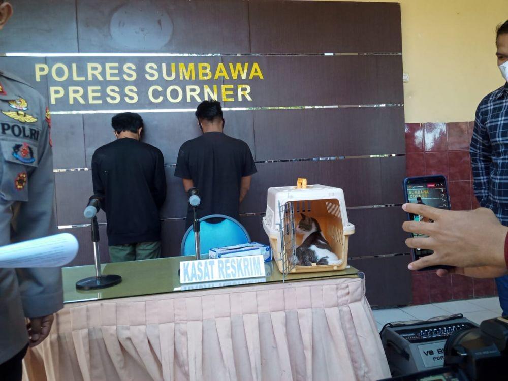 Terungkap! ini Alasan Pria di Sumbawa Bakar Petasan pada Anus Kucing