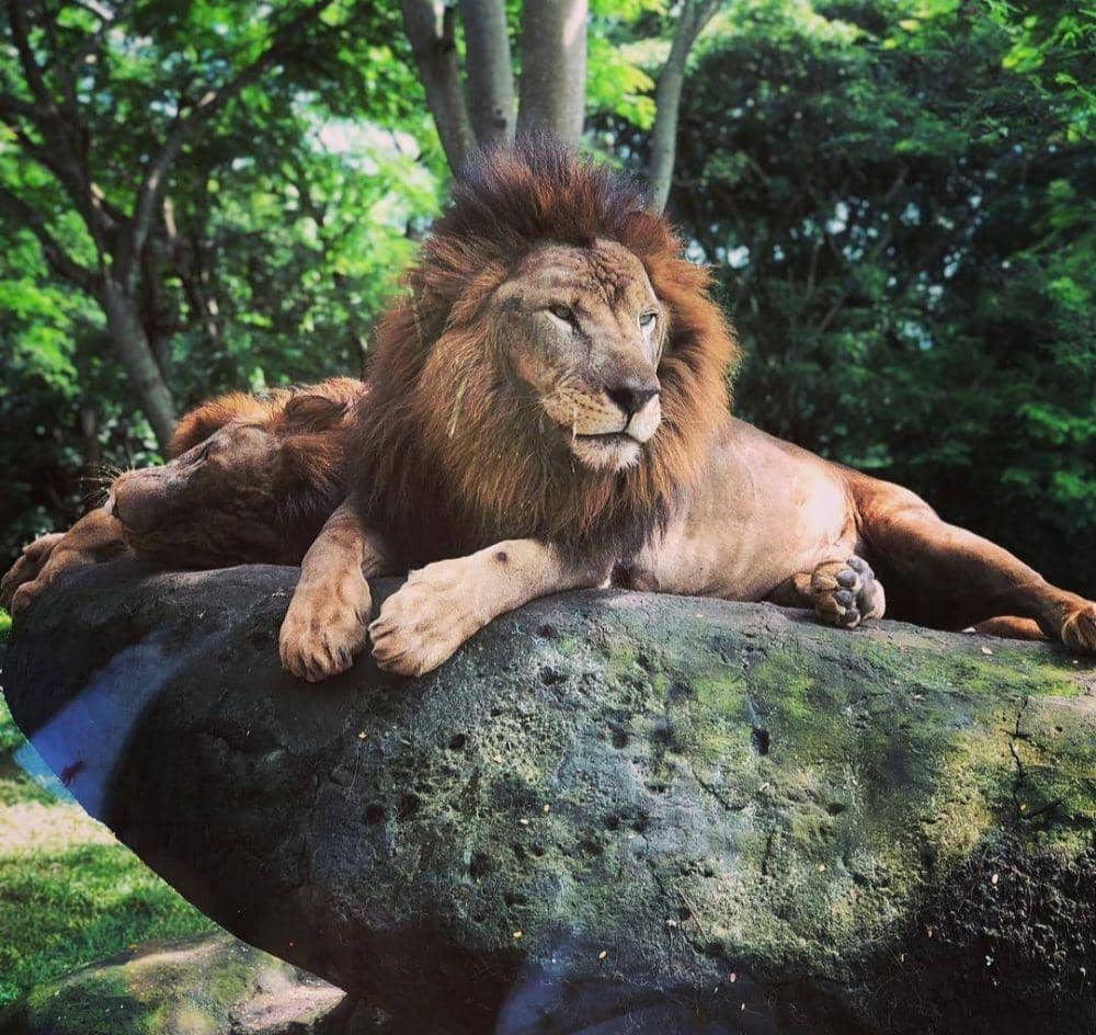 Bali Safari and Marine Park (instagram.com/balisafari)