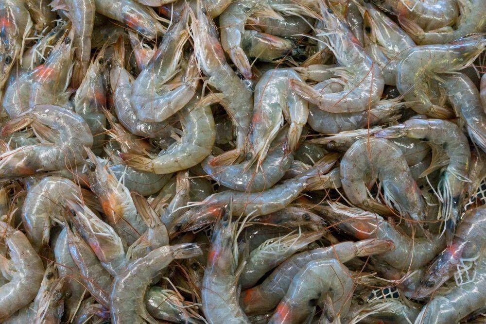 ilustrasi udang mentah (unsplash.com/Etienne Girardet)