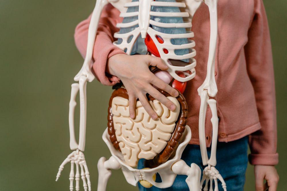 Berbagai Fungsi Organ Hati, Tidak Hanya Menetralkan Racun