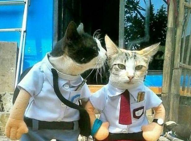 10 Potret Kucing Cosplay dengan Beragam Profesi Ini Cute Banget!
