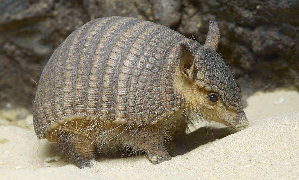C. vellerosus (nationalzoo.si.edu)