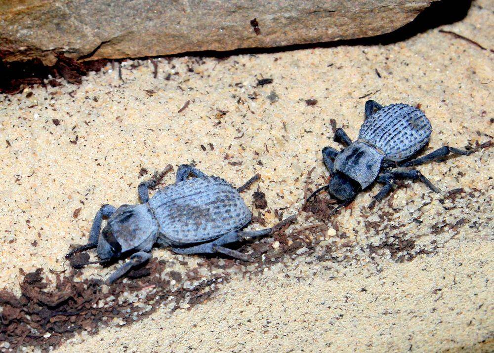 A. verrucosus (wikimedia.org)
