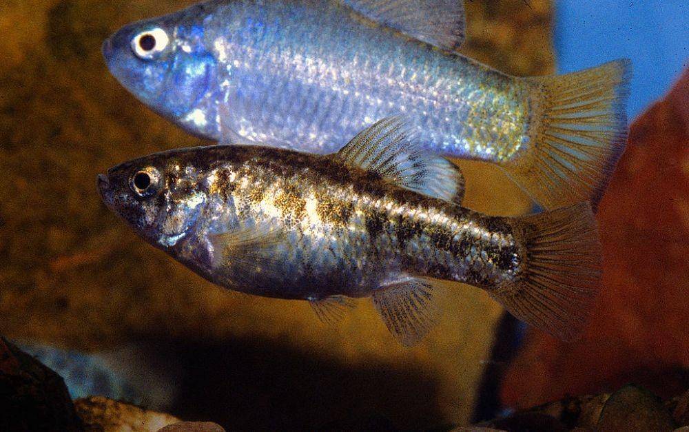C. macularius (wikimedia.org)