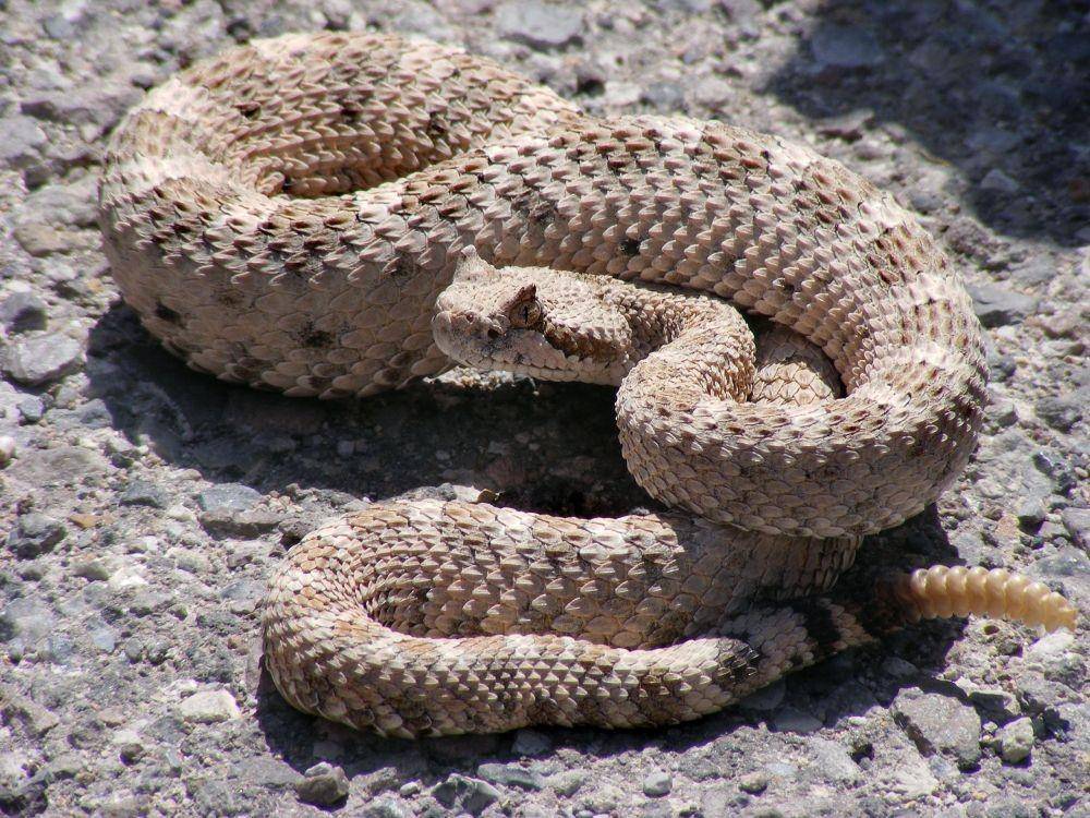 C. cerastes (wikimedia.org)
