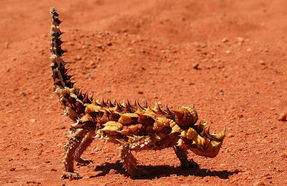 kadal berduri atau M. horridus (wikimedia.org)