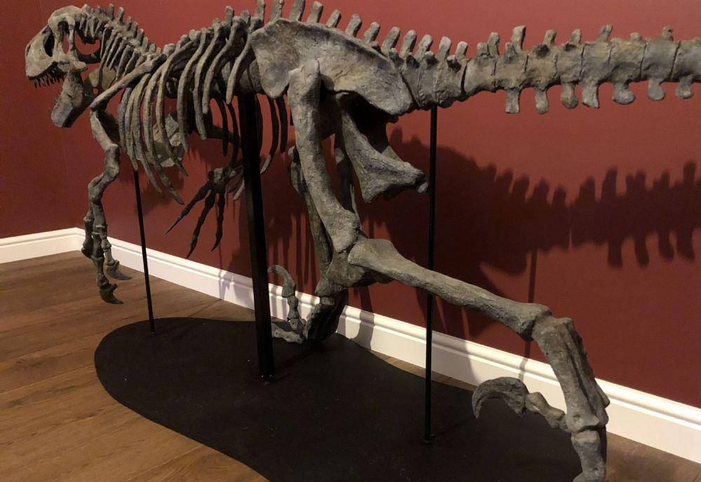 fosil utahraptor (twitter.com/gen_dino)