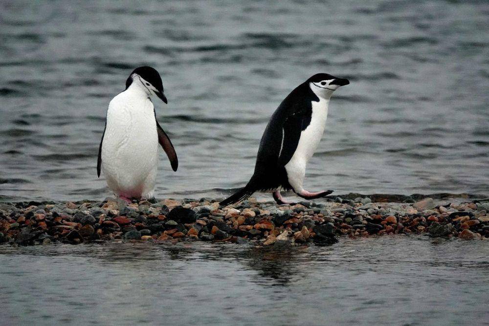 ilustrasi penguin (unsplash.com/@longmaspirit)