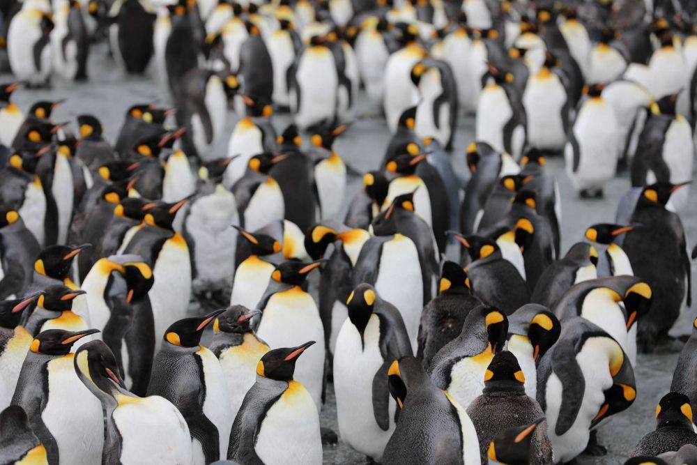 ilustrasi koloni penguin (unsplash.com/@ncx1701d)
