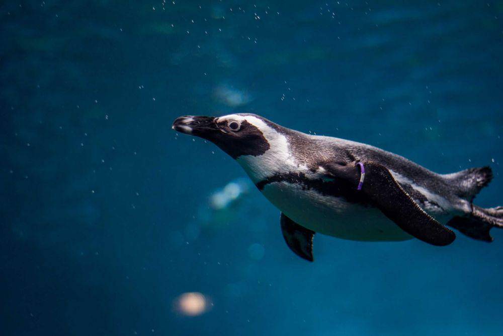 ilustrasi penguin berenang (unsplash.com/@atlaskadrow)