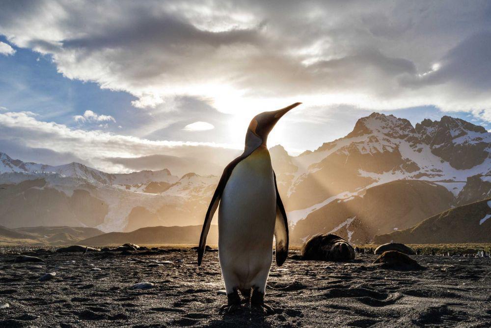 5 Filosofi Hidup yang Dapat Diambil dari Penguin, Hewan Menggemaskan!