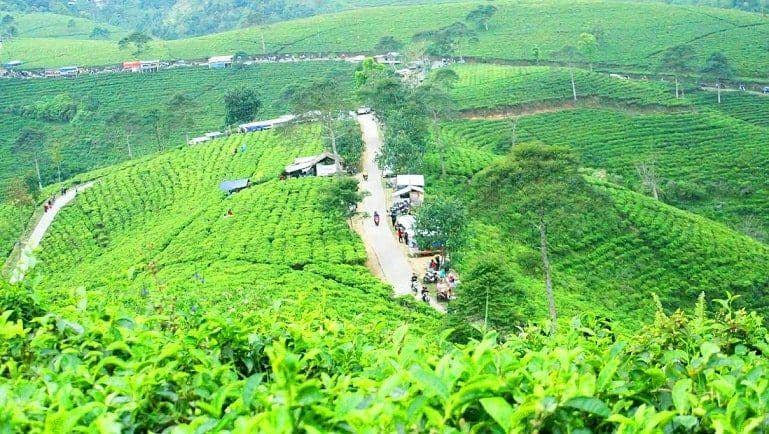 Kebun teh Kemuning (mail.perpus.jatengprov.go.id)