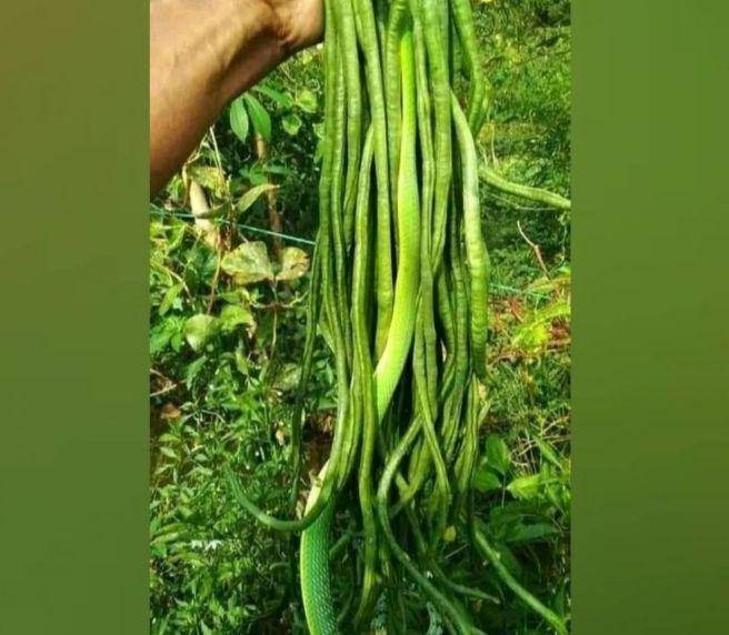 bentuk aneh bahan masak (instagram.com/wkwklandreal)
