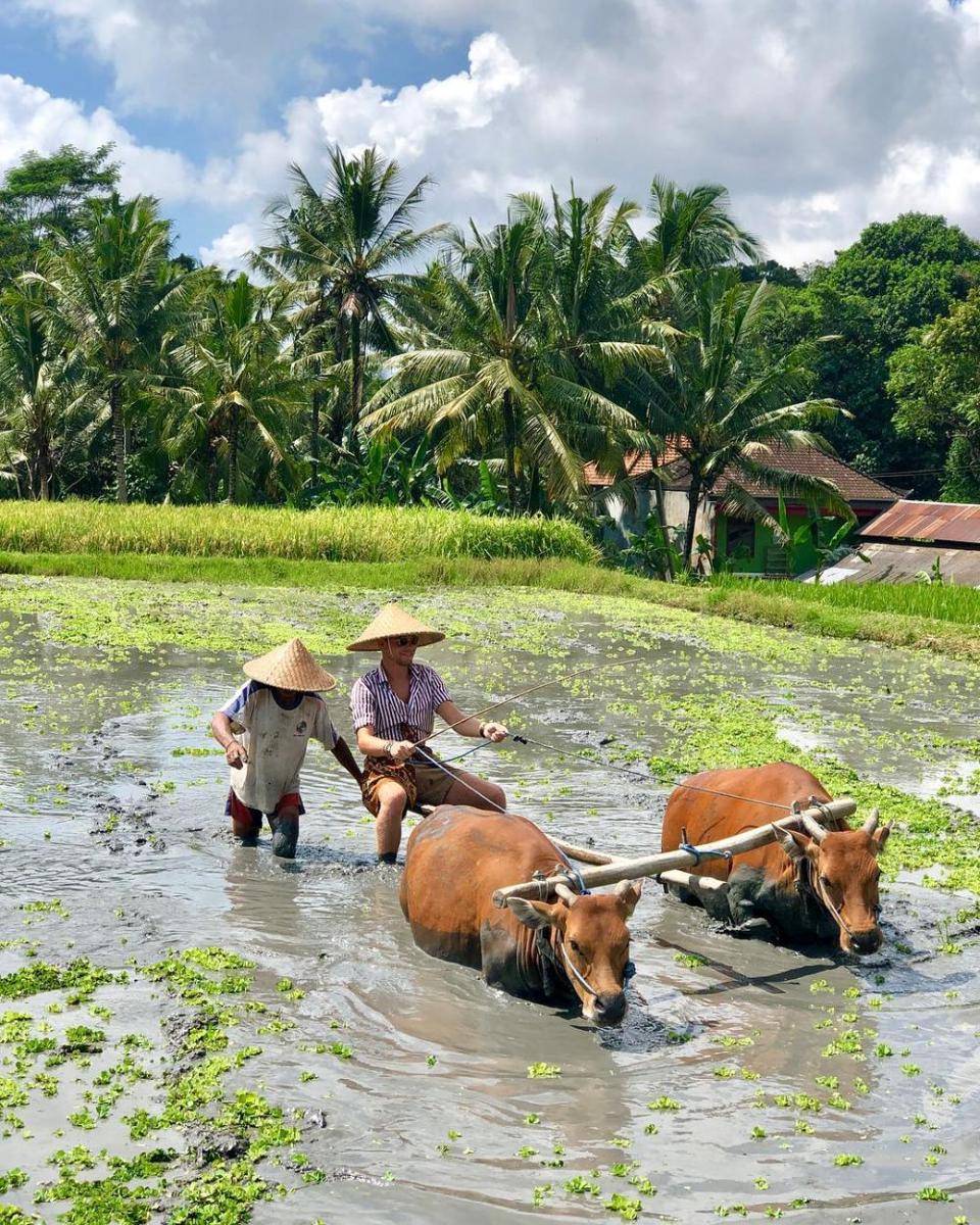 Wisatawan membajak sawah diTaman Sari Buwana. (instagram.com/ leonkortstra)