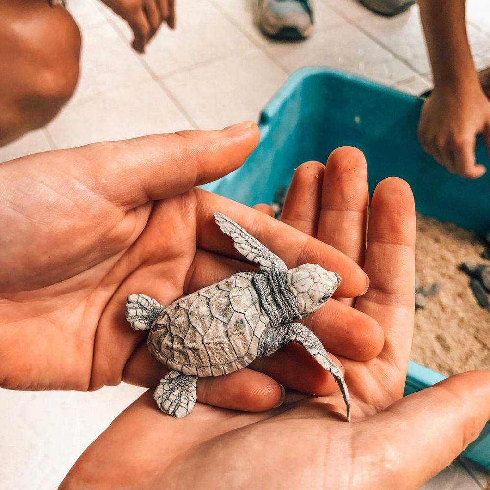 Bayi kura - kura di konservasi. (instagram.com/ )we_are_traveler