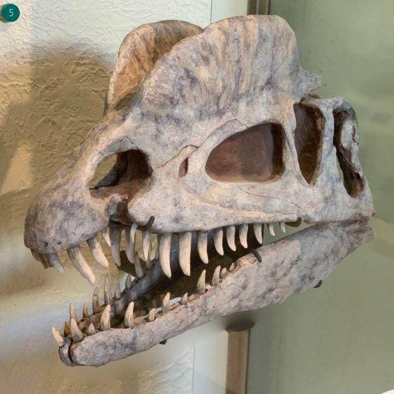 tengkorak Dilophosaurus (twitter.com/AMNH)